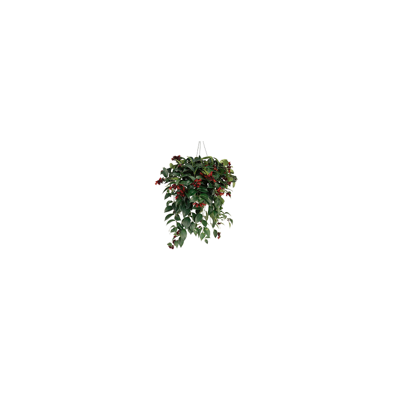 Kwiat doniczkowy Aeschynanthus Monarda Lisa - 1