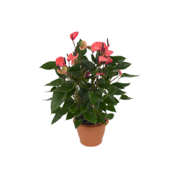 Kwiat doniczkowy Anthurium - 1