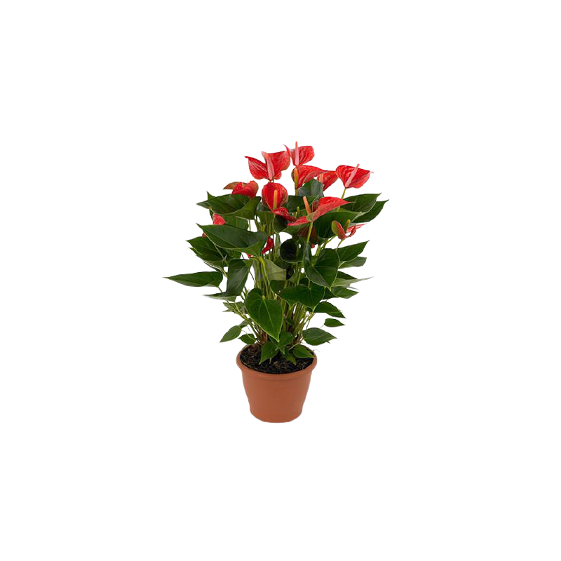 Kwiat doniczkowy Diamond Red - 1