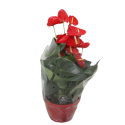 Kwiat doniczkowy Diamond Red - 2
