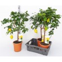 Kwiat doniczkowy Citrus Limonium - 1