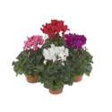 Kwiat doniczkowy Cyclamen midi Sup Macro - 1