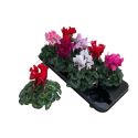 Kwiat doniczkowy Cyclamen midi Sup Macro - 2