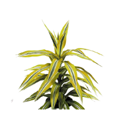 Kwiat doniczkowy Dracaena mała - 1