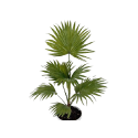 Kwiat doniczkowy Livistona Rotundifol - 2