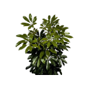 Kwiat doniczkowy Schefflera Ar Nora - 1