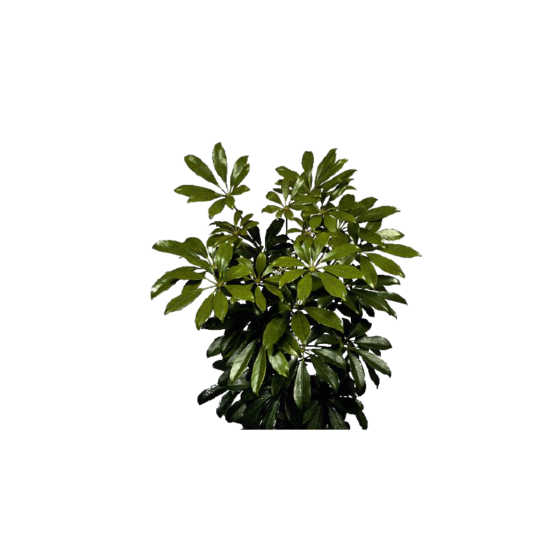 Kwiat doniczkowy Schefflera Ar Nora - 1