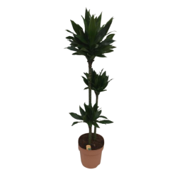 Kwiat doniczkowy Dracaena Comp Green Jewel - 1