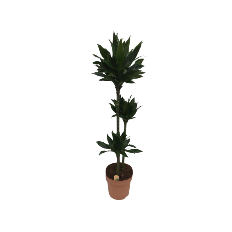 Kwiat doniczkowy Dracaena Comp Green Jewel - 1
