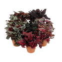 Kwiat doniczkowy Begonia Magic Col Mixed - 1