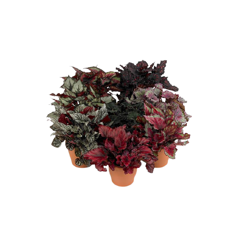 Kwiat doniczkowy Begonia Magic Col Mixed - 1
