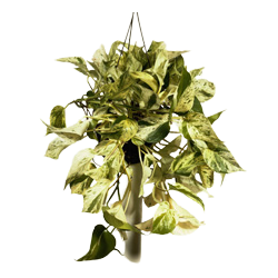 Kwiat doniczkowy Epipremnum Marm Queen Hangpot - 1