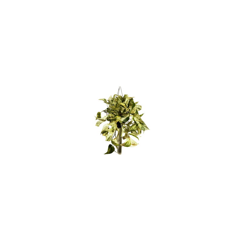 Kwiat doniczkowy Epipremnum Marm Queen Hangpot - 1