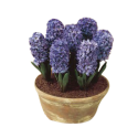 Kwiat doniczkowy Hyacinth Blue Star - 1