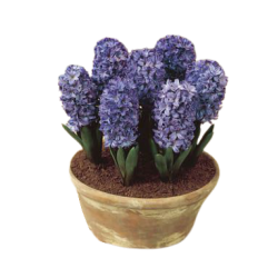 Kwiat doniczkowy Hyacinth Blue Star