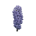 Kwiat doniczkowy Hyacinth Delft Blue - 1