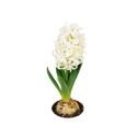 Kwiat doniczkowy Hyacinth White Pearl - 1