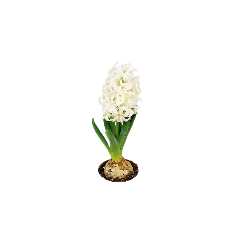 Kwiat doniczkowy Hyacinth White Pearl - 1