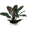 Kwiat doniczkowy Philodendron Imperial Red - 1