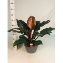 Kwiat doniczkowy Philodendron Imperial Red - 2