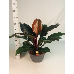 Kwiat doniczkowy Philodendron Imperial Red - 2