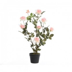 Róża krzew w doniczce jasno różowa 80cm
