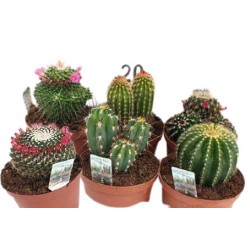 Kwiat doniczkowy Cactus Mixed - 1