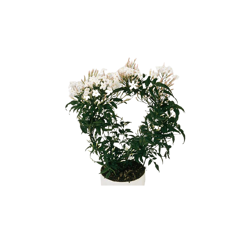 Kwiat doniczkowy Jasminum Polyanthum - 1