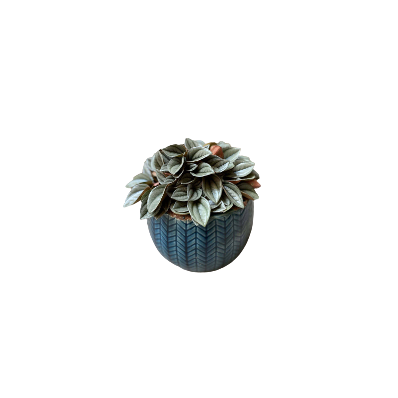 Kwiat doniczkowy Peperomia Napoli - 1