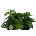 Kwiat doniczkowy Monstera Adansonii Monkey Leaf - 1