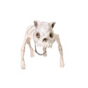 Sztuczny szkielet psa kości 22x42cm - 2