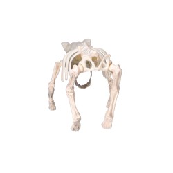Sztuczny szkielet psa kości 22x42cm - 3