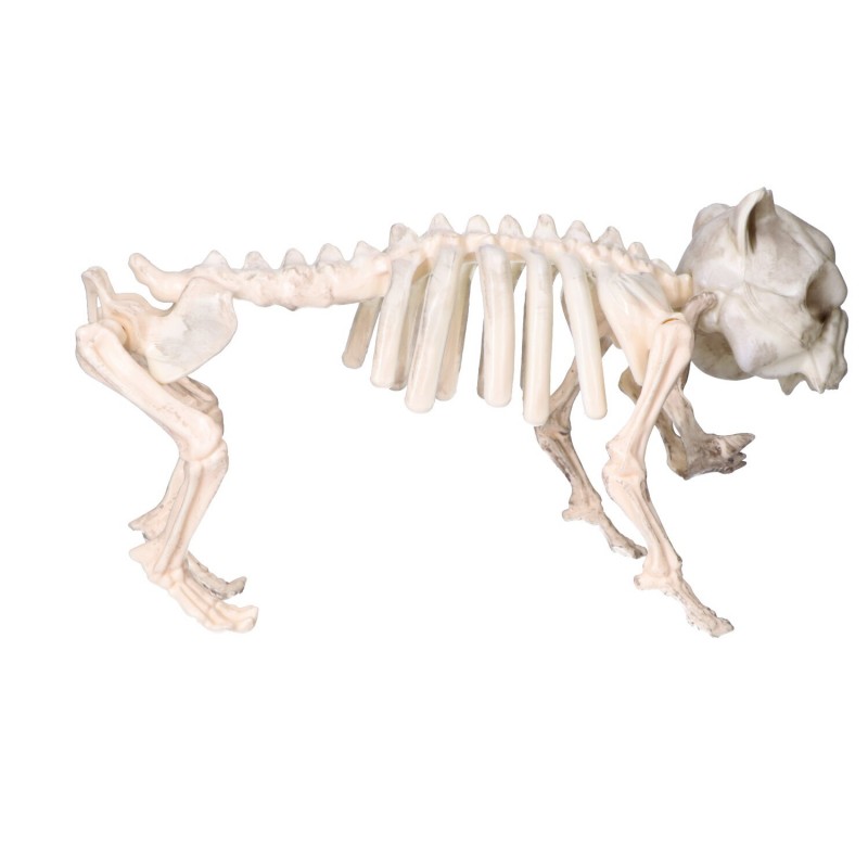 Sztuczny szkielet psa kości 22x42cm - 4