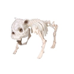 Sztuczny szkielet psa kości 22x42cm - 5