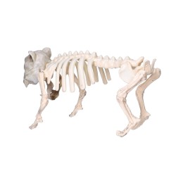 Sztuczny szkielet psa kości 22x42cm - 6