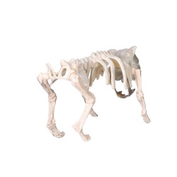 Sztuczny szkielet psa kości 22x42cm - 7