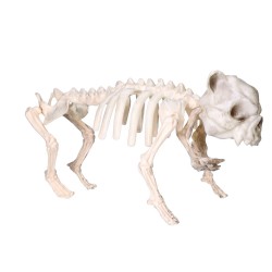 Sztuczny szkielet psa kości 22x42cm - 8