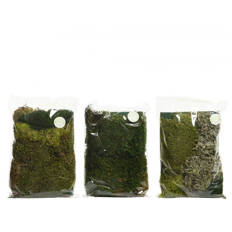 Mood Moss - Naturally Preserved