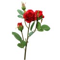 Róża gumowa - 1