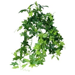 Bluszcz drobnolistny zielony 85cm - 1
