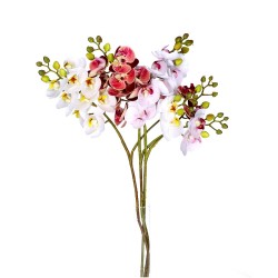 Storczyk pojedynczy mix 11-kwiatów 60cm - 1