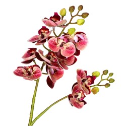 Storczyk pojedynczy mix 11-kwiatów 60cm - 7