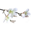Magnolia pojedyncza mix 90cm - 6