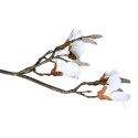 Magnolia pojedyncza mix 90cm - 7