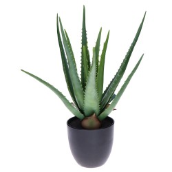 Aloes w doniczce 40cm - 1