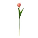 Tulipan mix kolorów 60cm