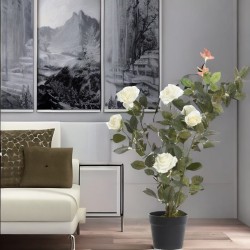 Róża krzew w doniczce biała 80cm - 3