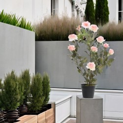 Róża krzew w doniczce jasno różowa 80cm - 2