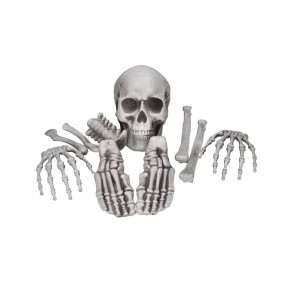 Kości szkieletu 12szt