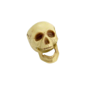 Sztuczna czaszka z ruchomą szczęką Halloween 16 cm - 2